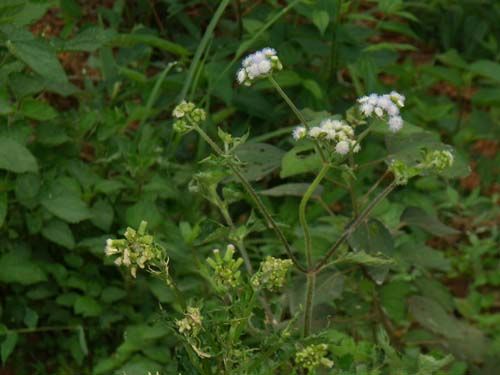 春 望 - 文学苑 - 888集团电子游戏