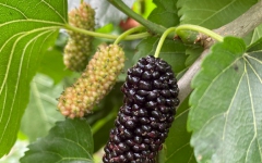 文学苑 - 888集团电子游戏